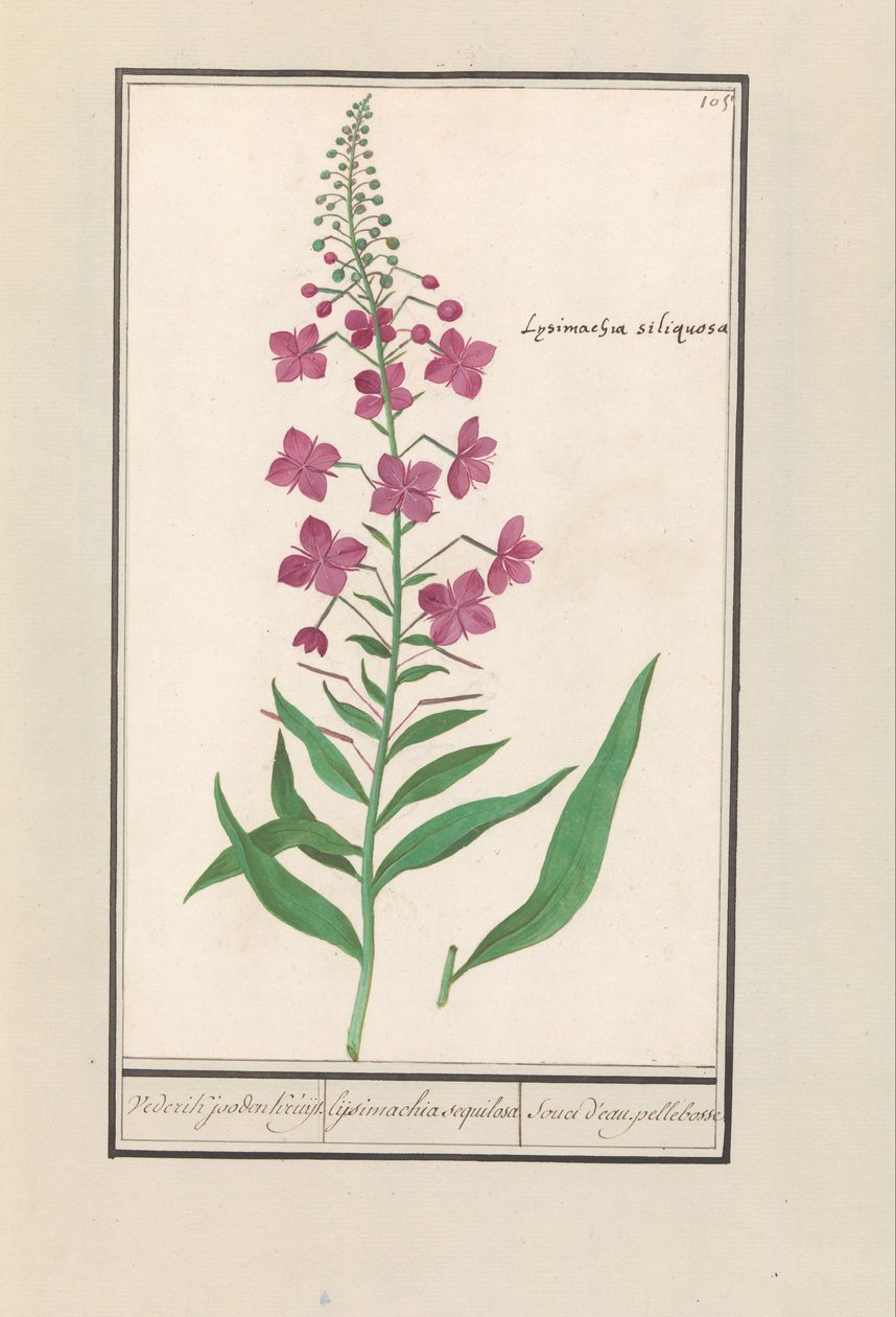 Epilobio (Chamerion angustifolium) da Anselmus Boëtius de Boodt