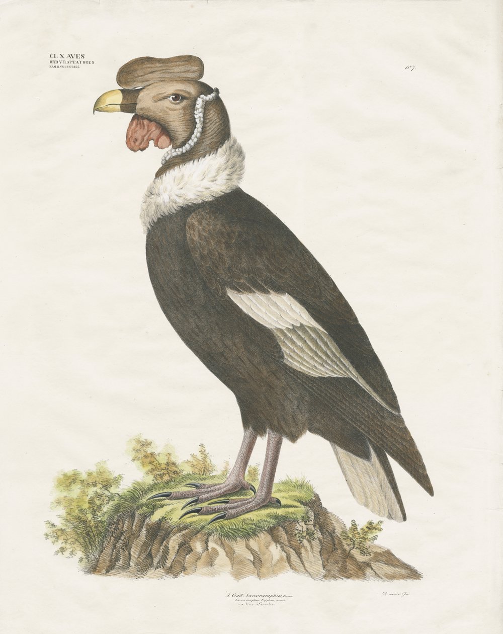 Condor delle Ande (litografia colorata a mano) da Anstalt Arnz & Co.