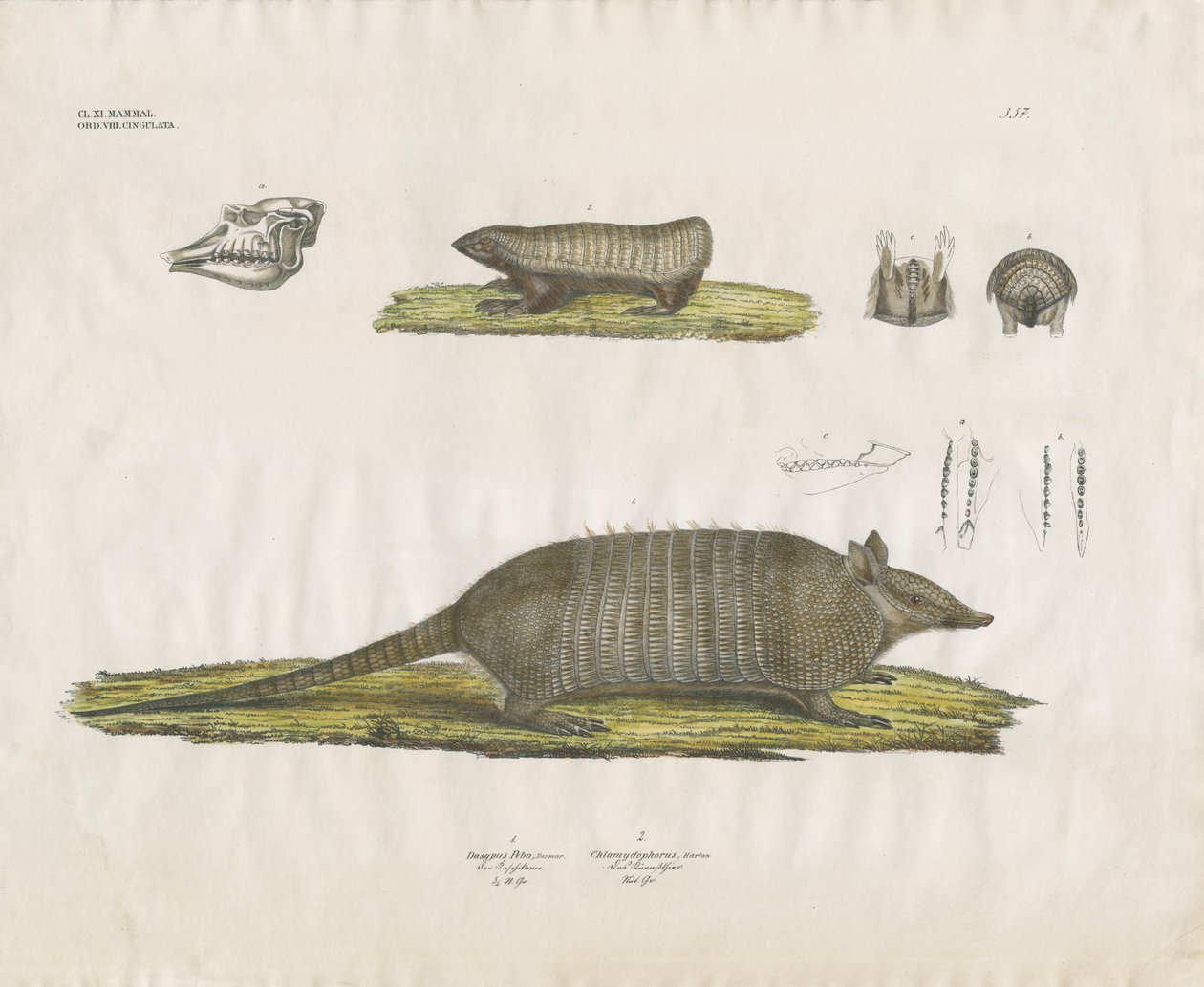 Armadillo con cranio e strutture dentarie (litografia colorata a mano) da Anstalt Arnz & Co.