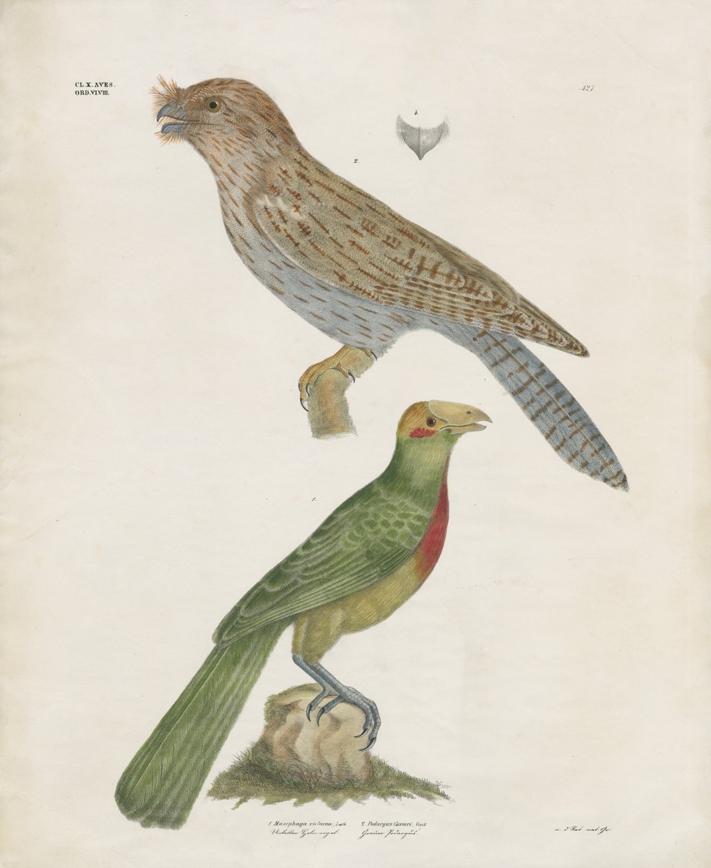Barbet e Roller (litografia colorata a mano) da Anstalt Arnz & Co.