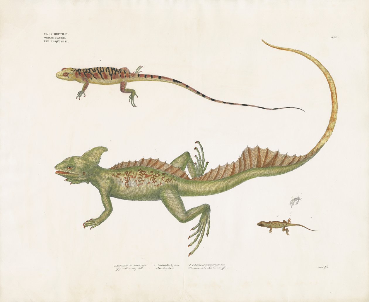 Basilischi e piccole lucertole con caratteristiche distintive (litografia colorata a mano) da Anstalt Arnz & Co.