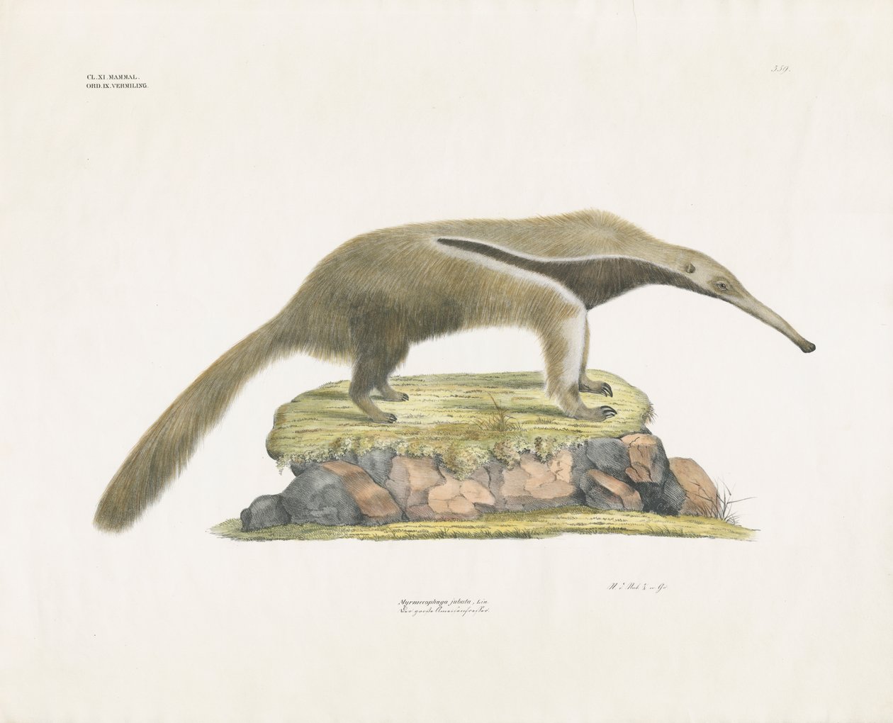 Formichiere gigante su terreno roccioso (litografia colorata a mano) da Anstalt Arnz & Co.