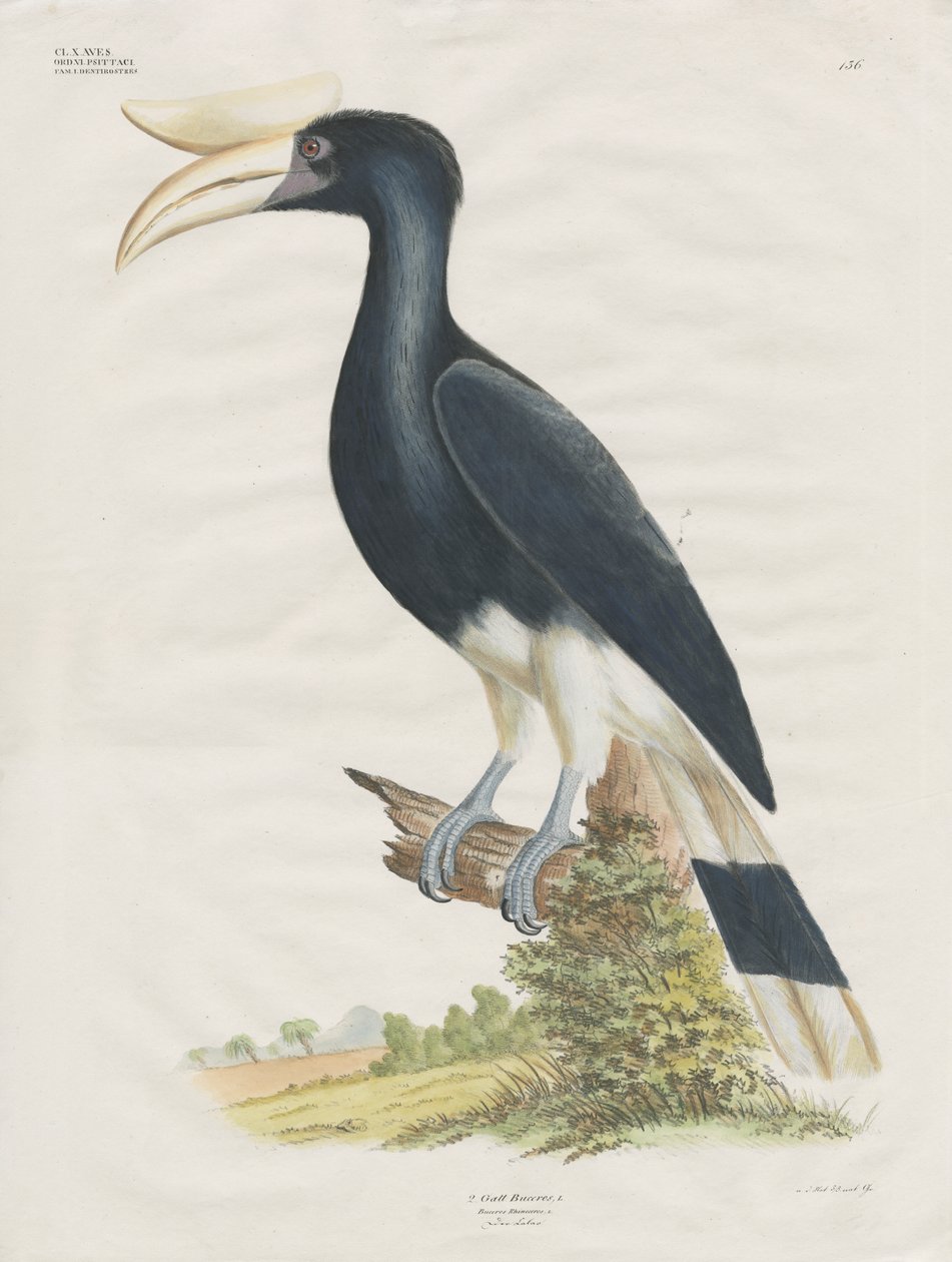 Hornbill (litografia colorata a mano) da Anstalt Arnz & Co.