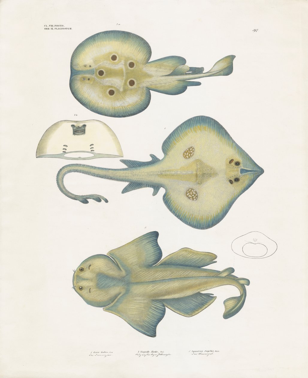 Specie di raggi dell