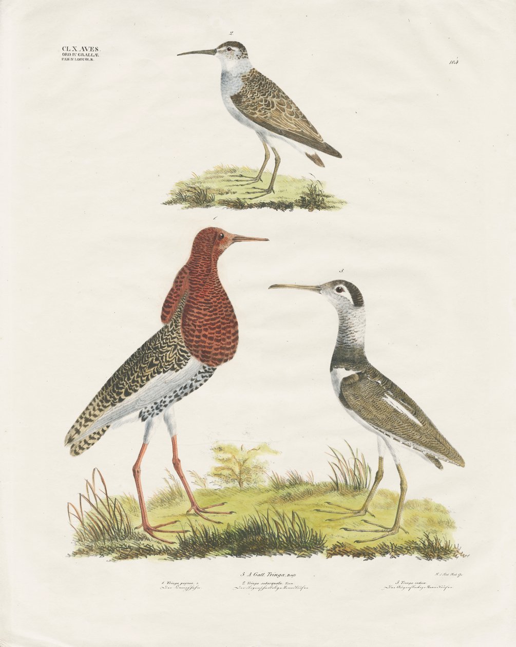 Sandpipers e Ruff (litografia colorata a mano) da Anstalt Arnz & Co.