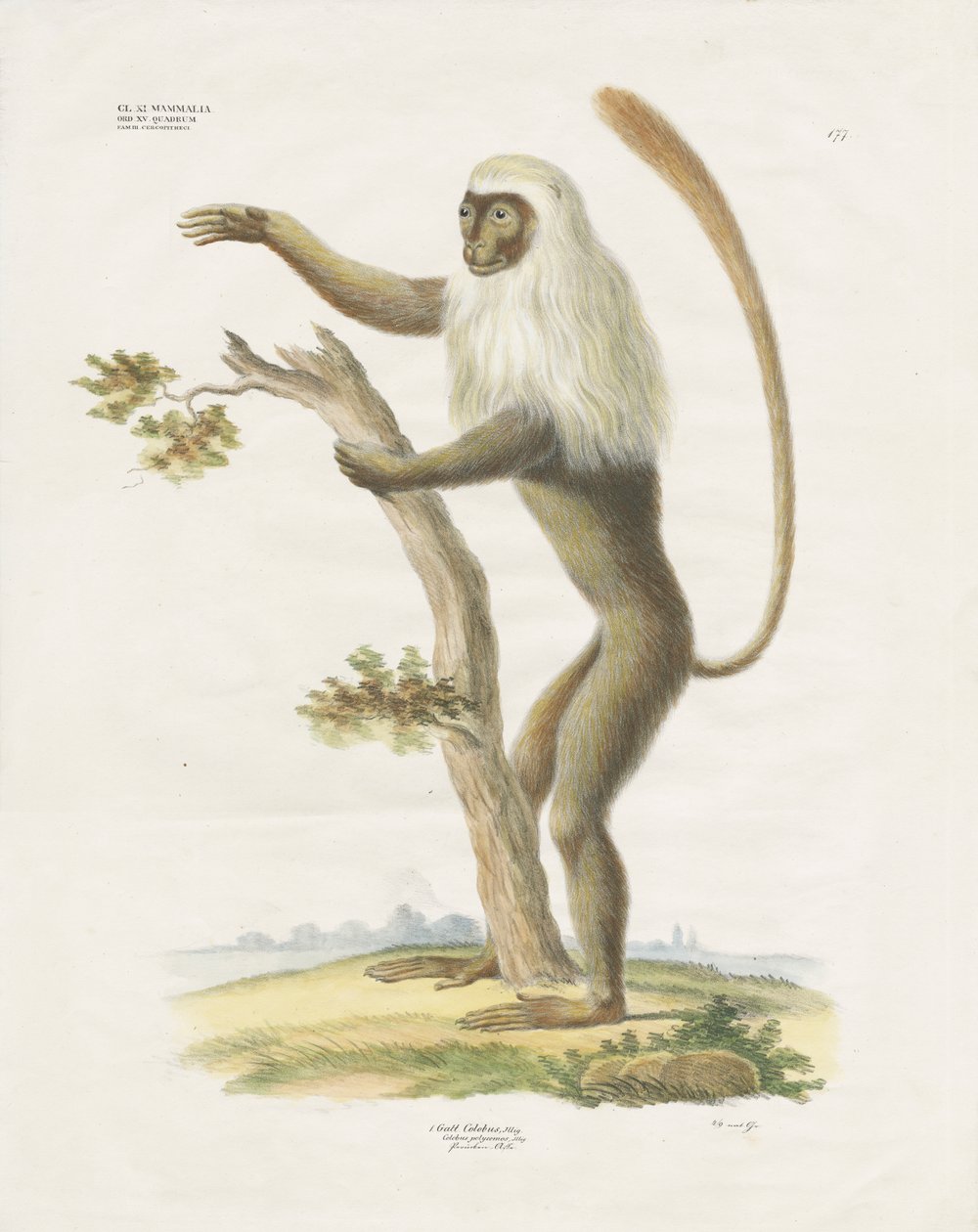 Lutung argenteo su un albero (litografia colorata a mano) da Anstalt Arnz & Co.