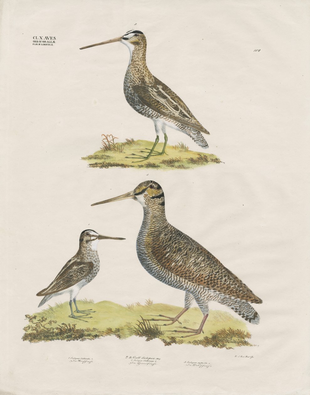 Specie di beccaccini (litografia colorata a mano) da Anstalt Arnz & Co.