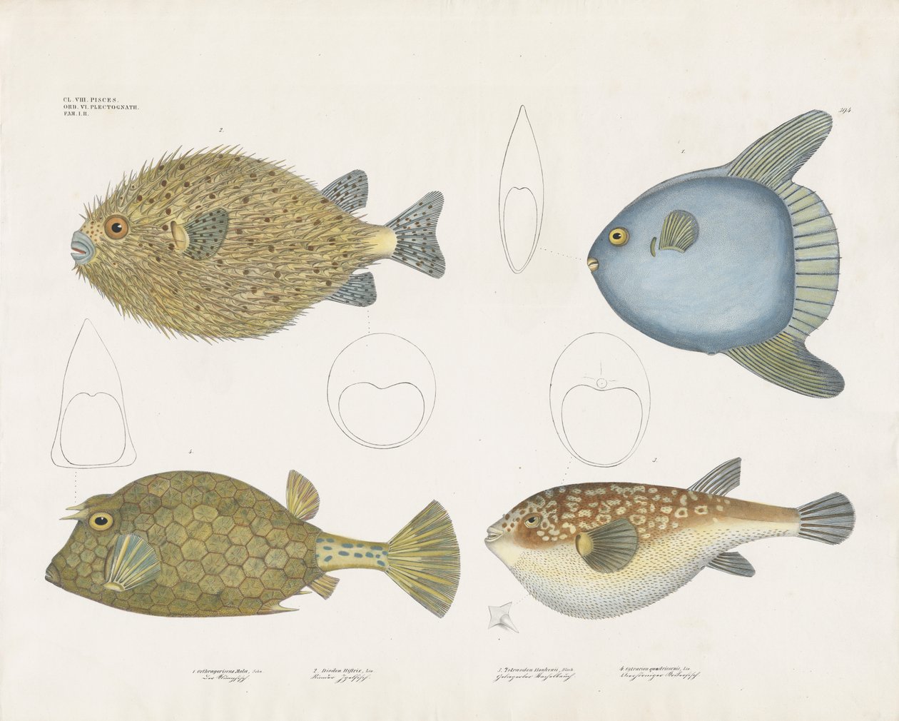 Varie specie di pesce palla e le loro caratteristiche anatomiche (litografia colorata a mano) da Anstalt Arnz & Co.