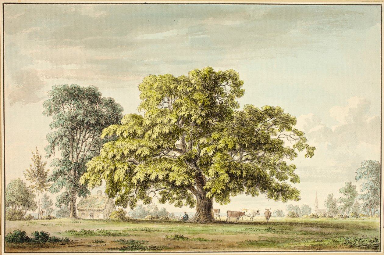Un albero di noce a Denton, vicino a Grantham da Anthony Devis