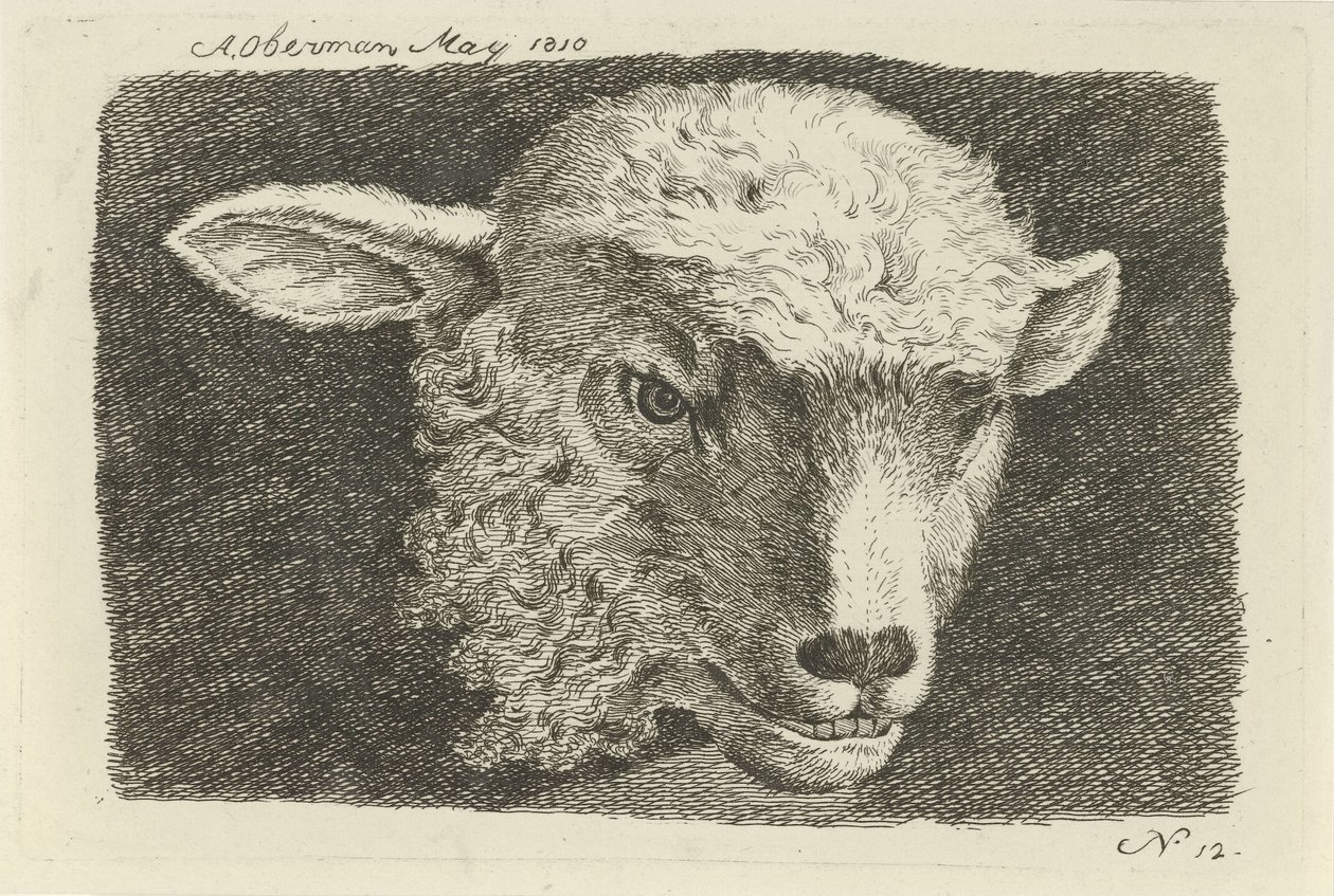 Testa di un agnello da Anthony Oberman