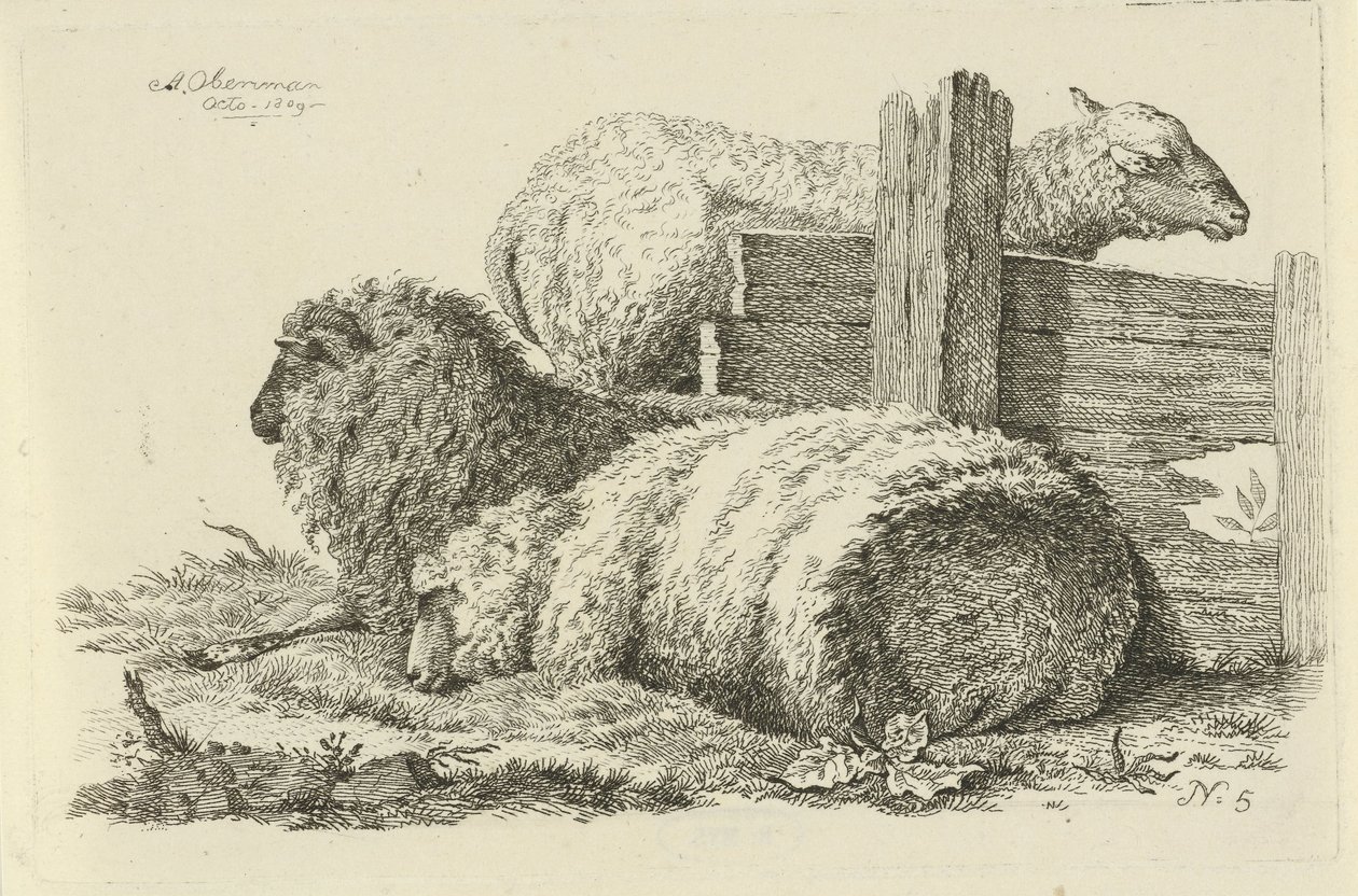 Pecora e ariete sdraiati (Studi di mucche, pecore e capre) da Anthony Oberman