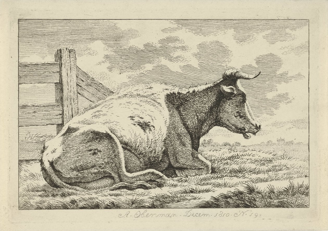 Mucca sdraiata vicino a una recinzione (serie: Studi di mucche, pecore e capre) da Anthony Oberman