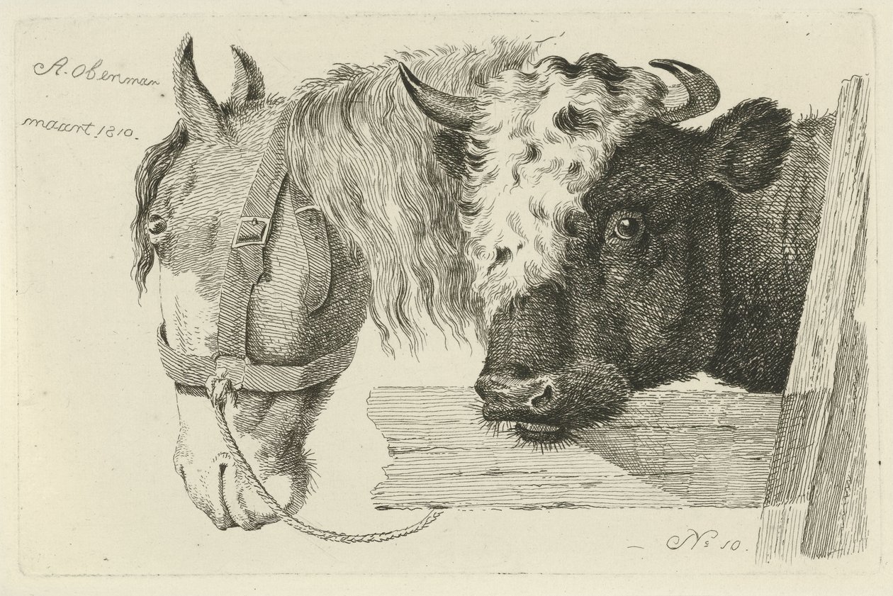 Testa di cavallo e testa di toro da Anthony Oberman
