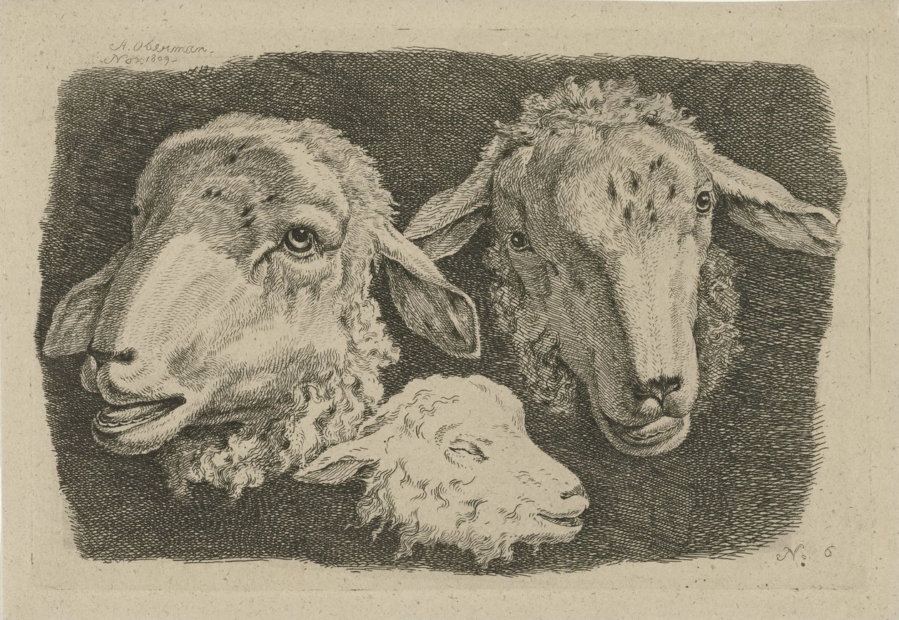Due teste di pecora e una testa di agnello (serie: Studi di mucche, pecore e capre) da Anthony Oberman