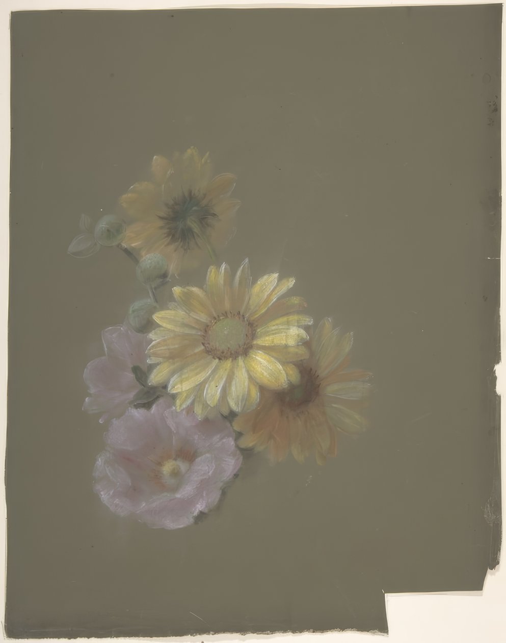 Margherite gialle e rosa selvatica rosa da Antoine Berjon