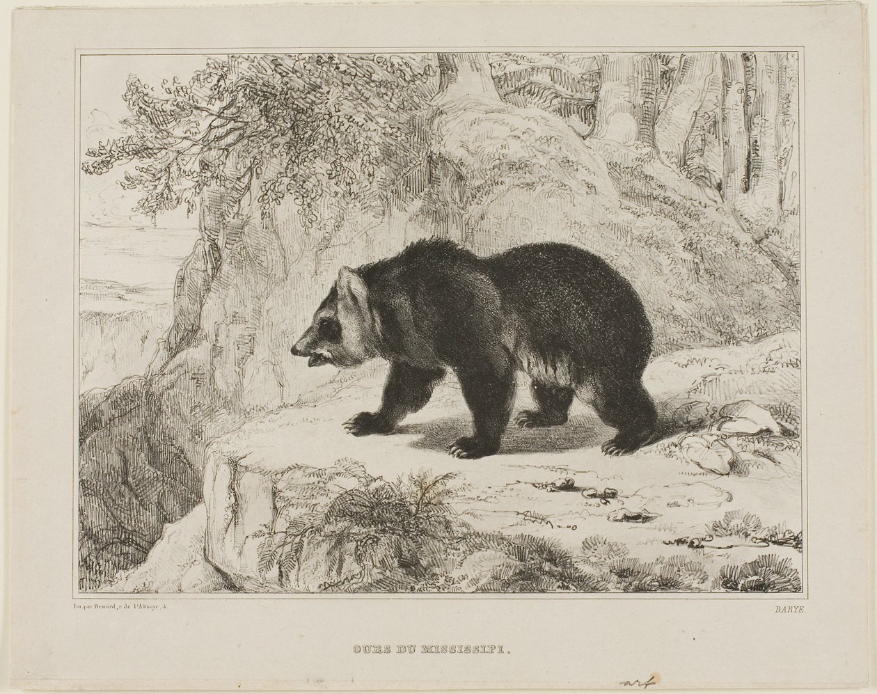 Orso del Mississippi da Antoine Louis Barye