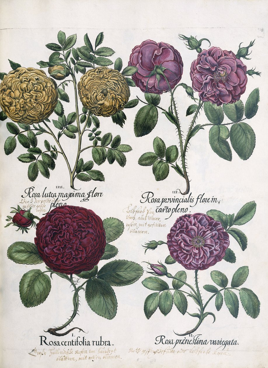 Quattro tipi di rose, 1613 da Antoine Pesne