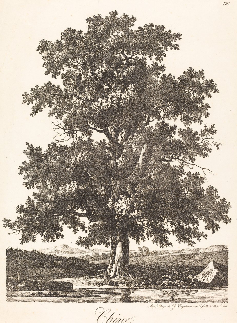 Quercia da Antoine Pierre Mongin