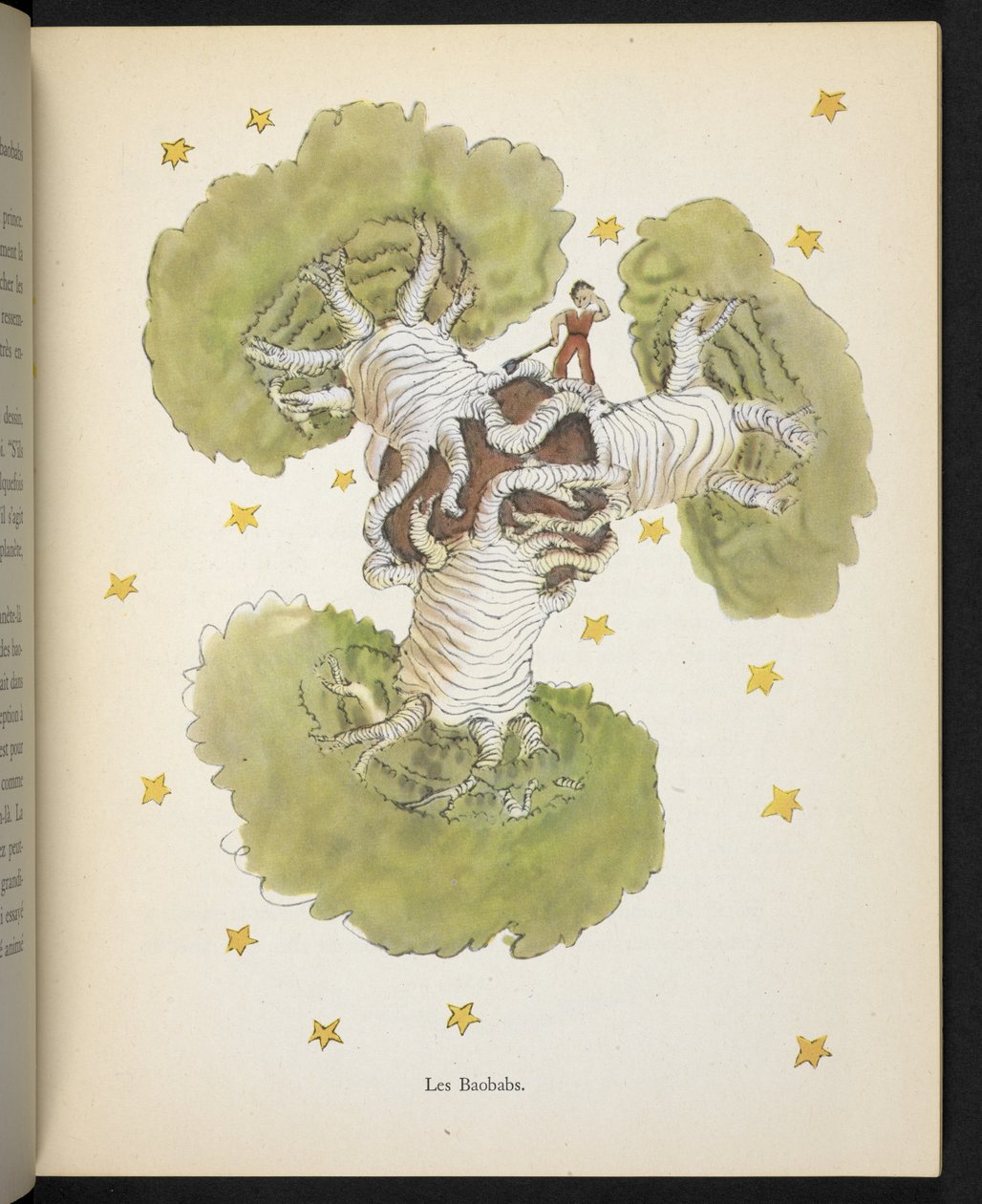 I Baobab, illustrazione da 