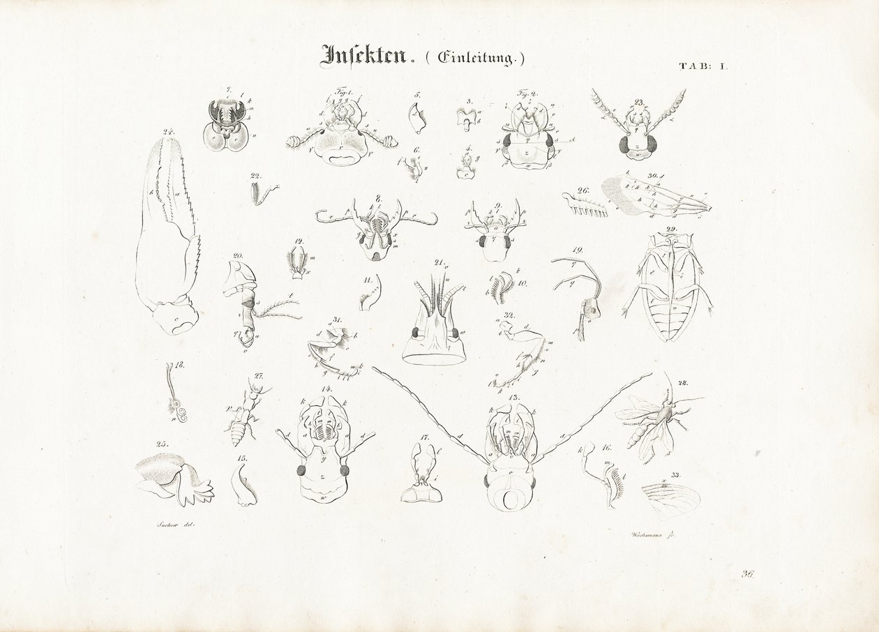Anatomia degli insetti da Anton Wachsmann