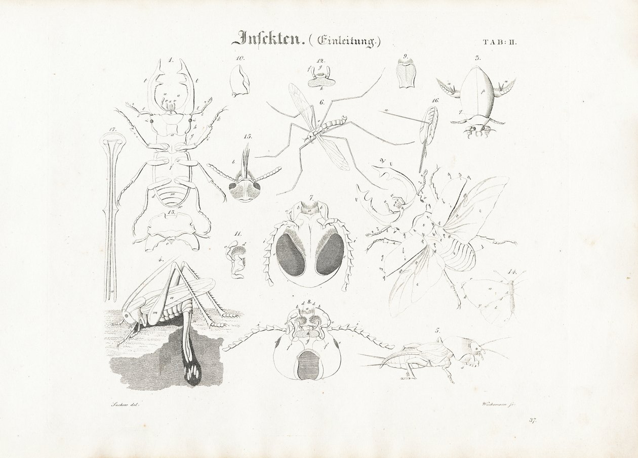 Anatomia degli insetti da Anton Wachsmann