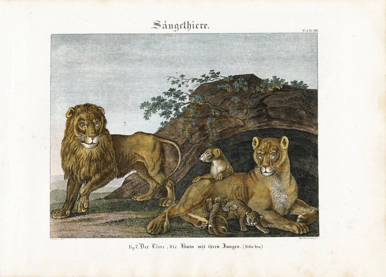 Famiglia di leoni nel loro habitat naturale da Anton Wachsmann
