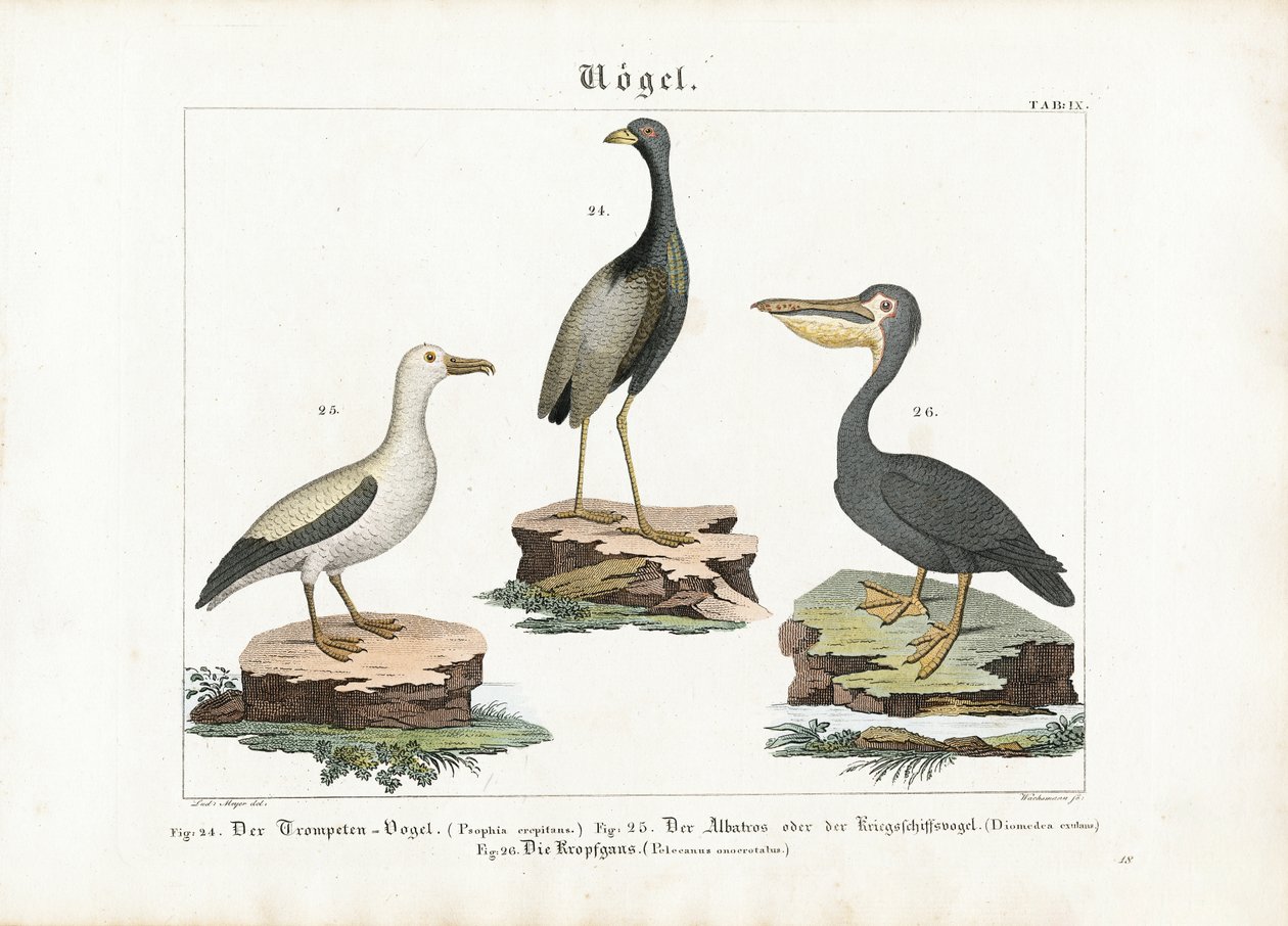 Trombettiere, Albatros e Pellicano da Anton Wachsmann