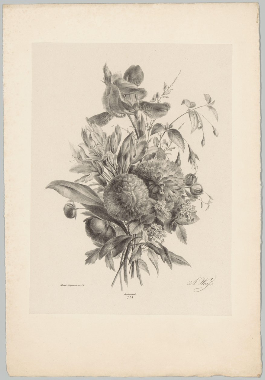 Garofani e gigli da Anton Weiss