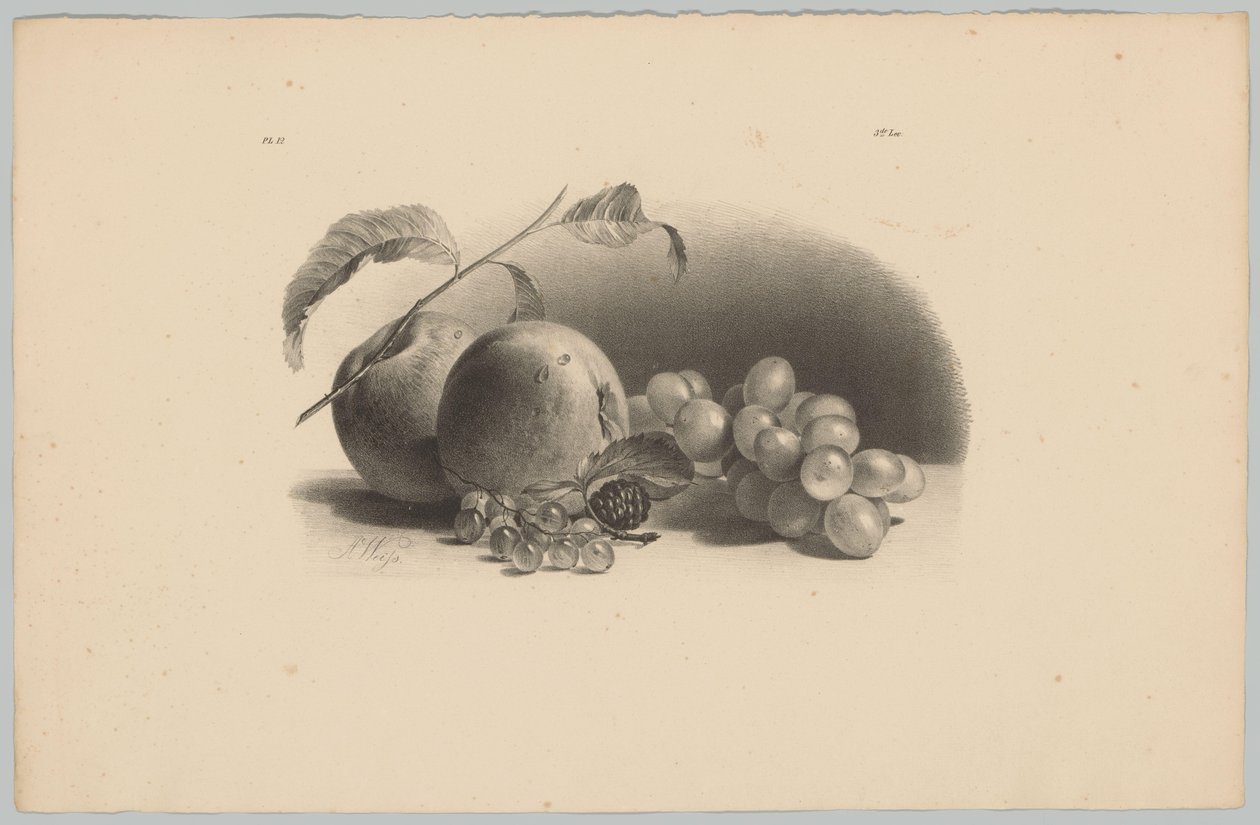 Mele, bacche, mora e uva (serie: Studi di fiori e frutta, 3ª puntata) da Anton Weiss
