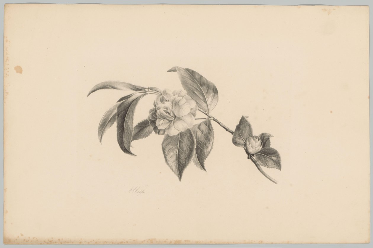 Fiori da Anton Weiss