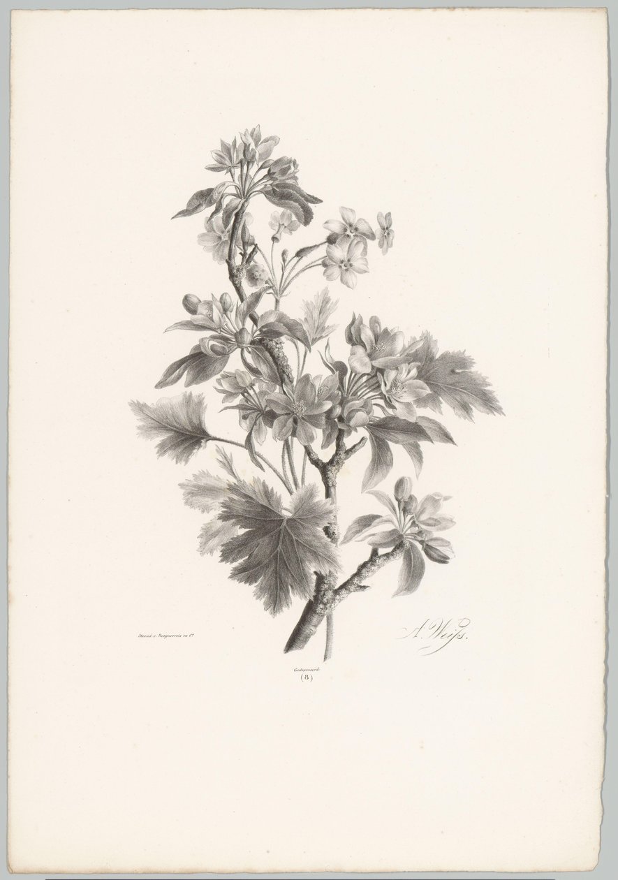 Fiori su un ramo (Studi di fiori e frutti) 10a puntata da Anton Weiss