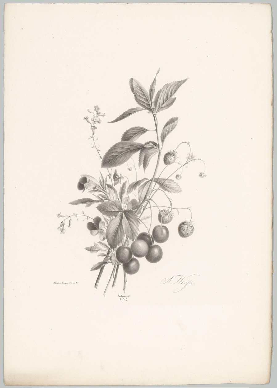 Fiori, fragole e ciliegie da Anton Weiss