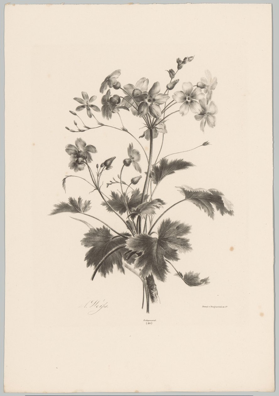 Fiori con spine da Anton Weiss