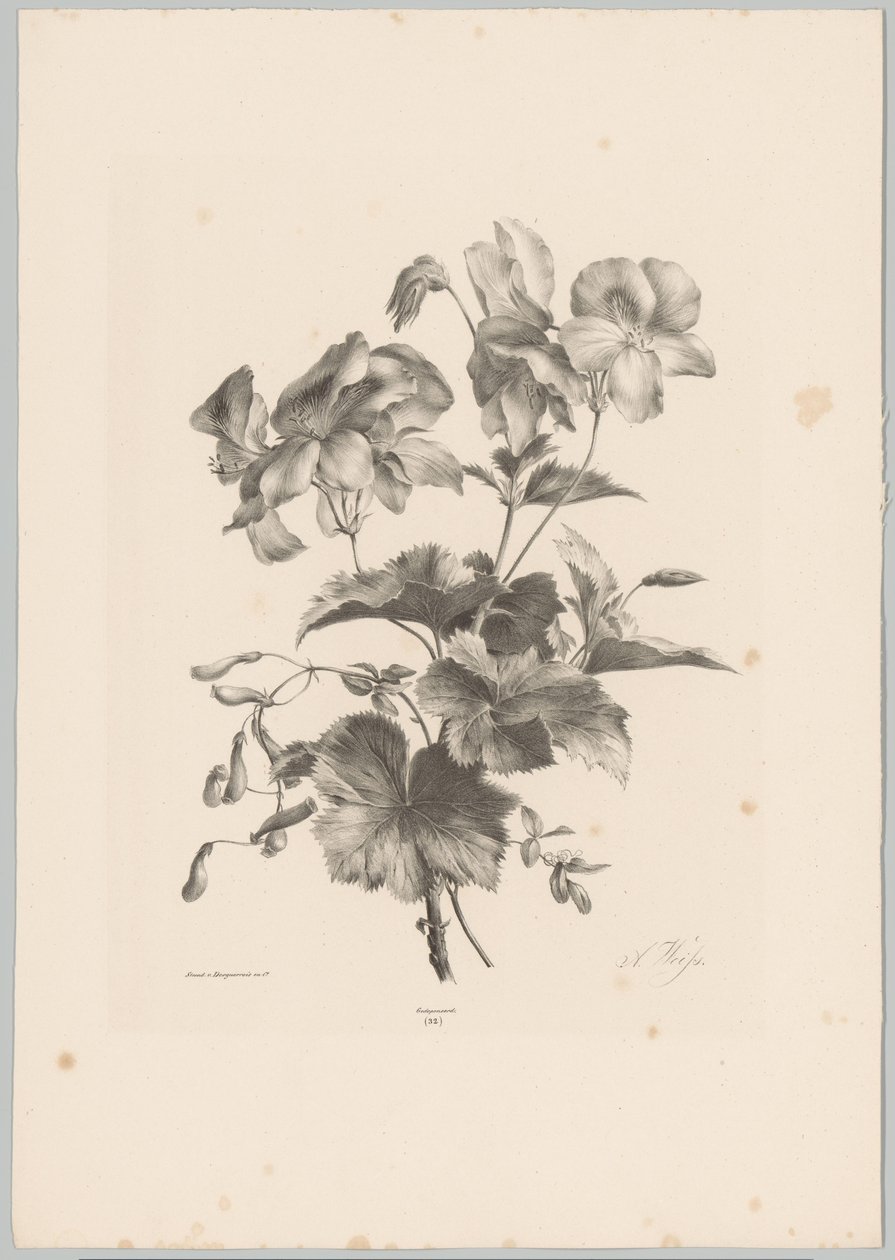 Fiori diversi da Anton Weiss