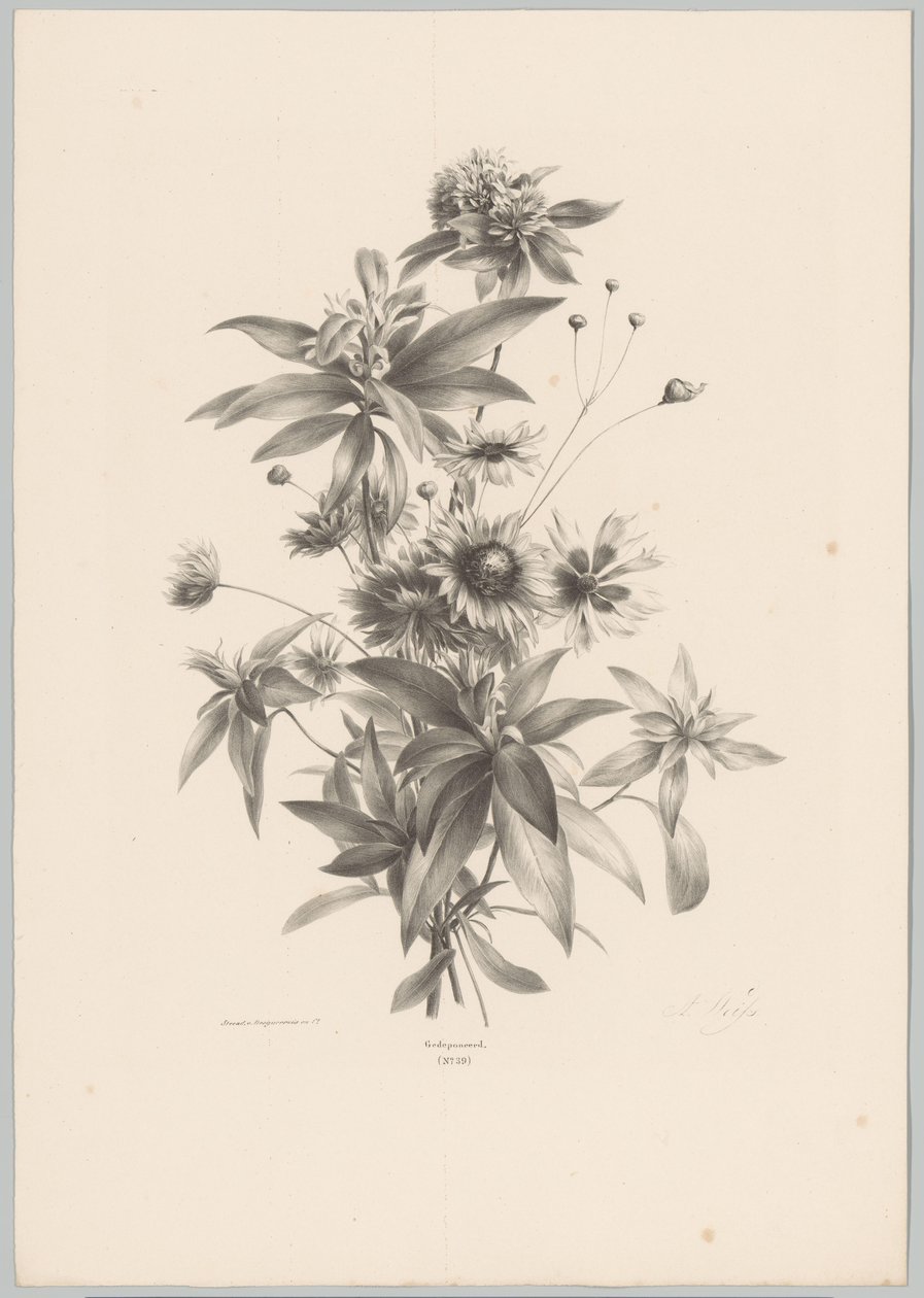 Fiori vari (serie: Studi di fiori e frutti, 10ª puntata) da Anton Weiss