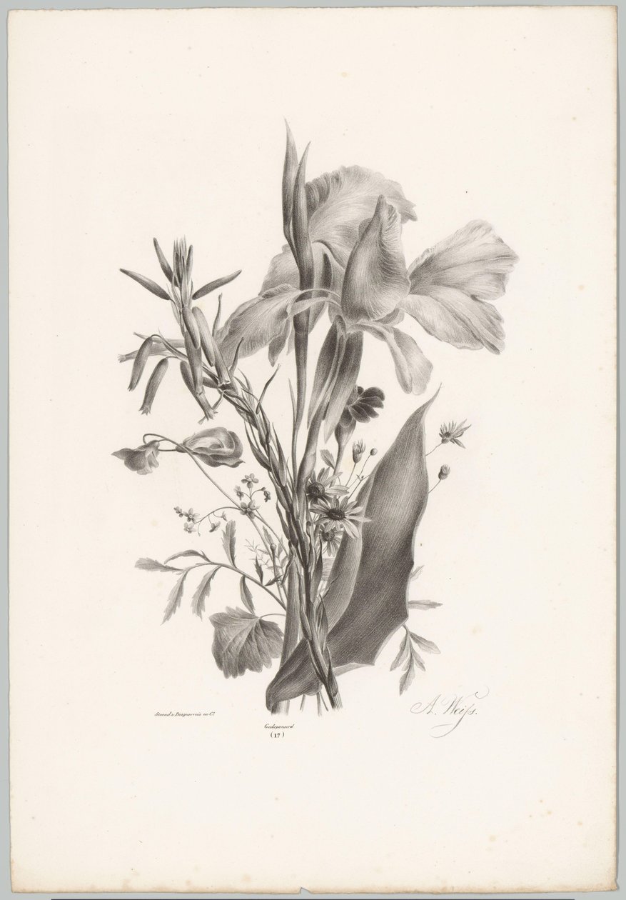 Fiori vari (serie: Studi di fiori e frutti, 10ª puntata) da Anton Weiss