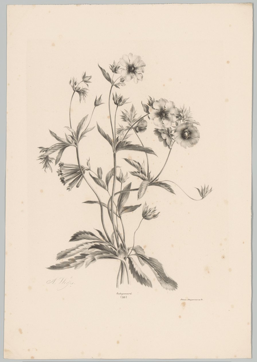 Fiori vari (serie: Studi di fiori e frutti, 10ª puntata) da Anton Weiss