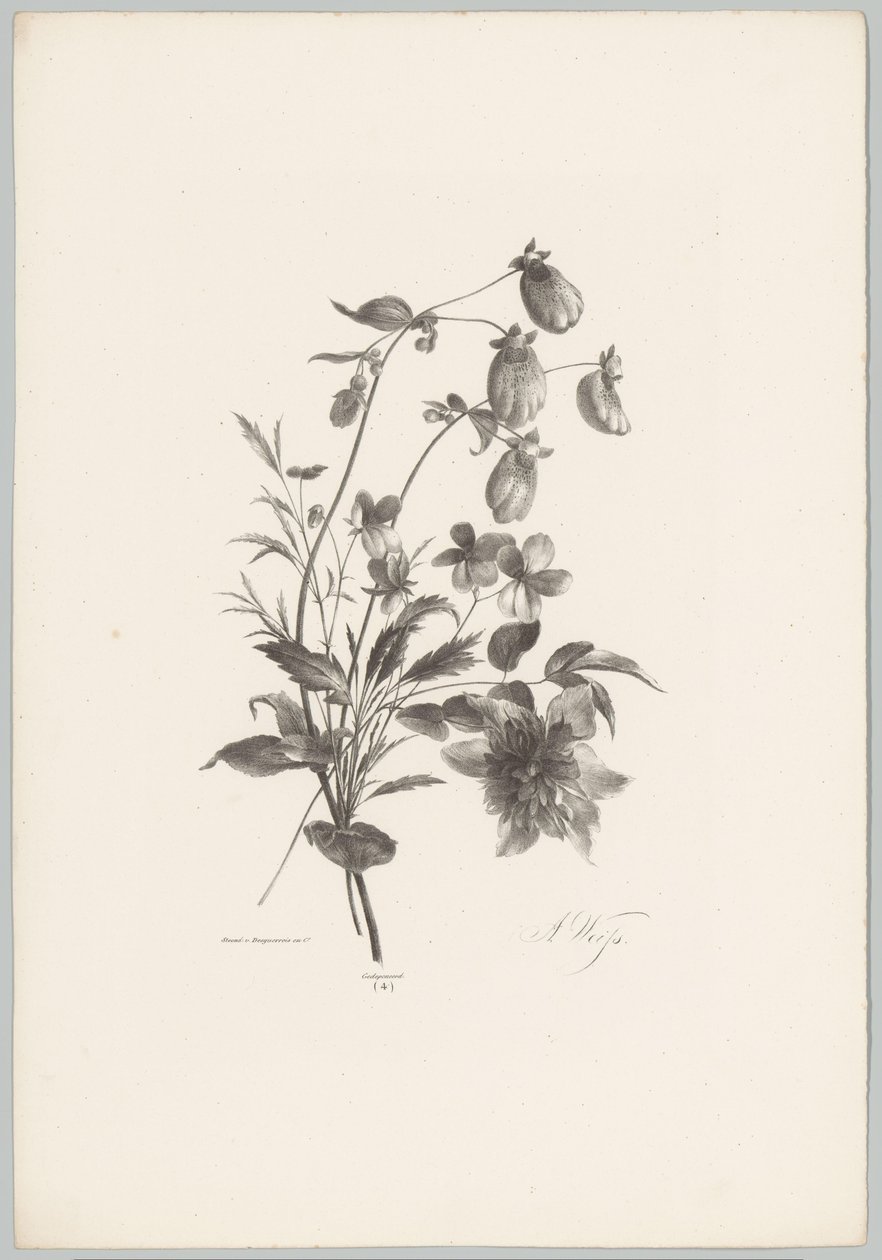 Fiori diversi da Anton Weiss