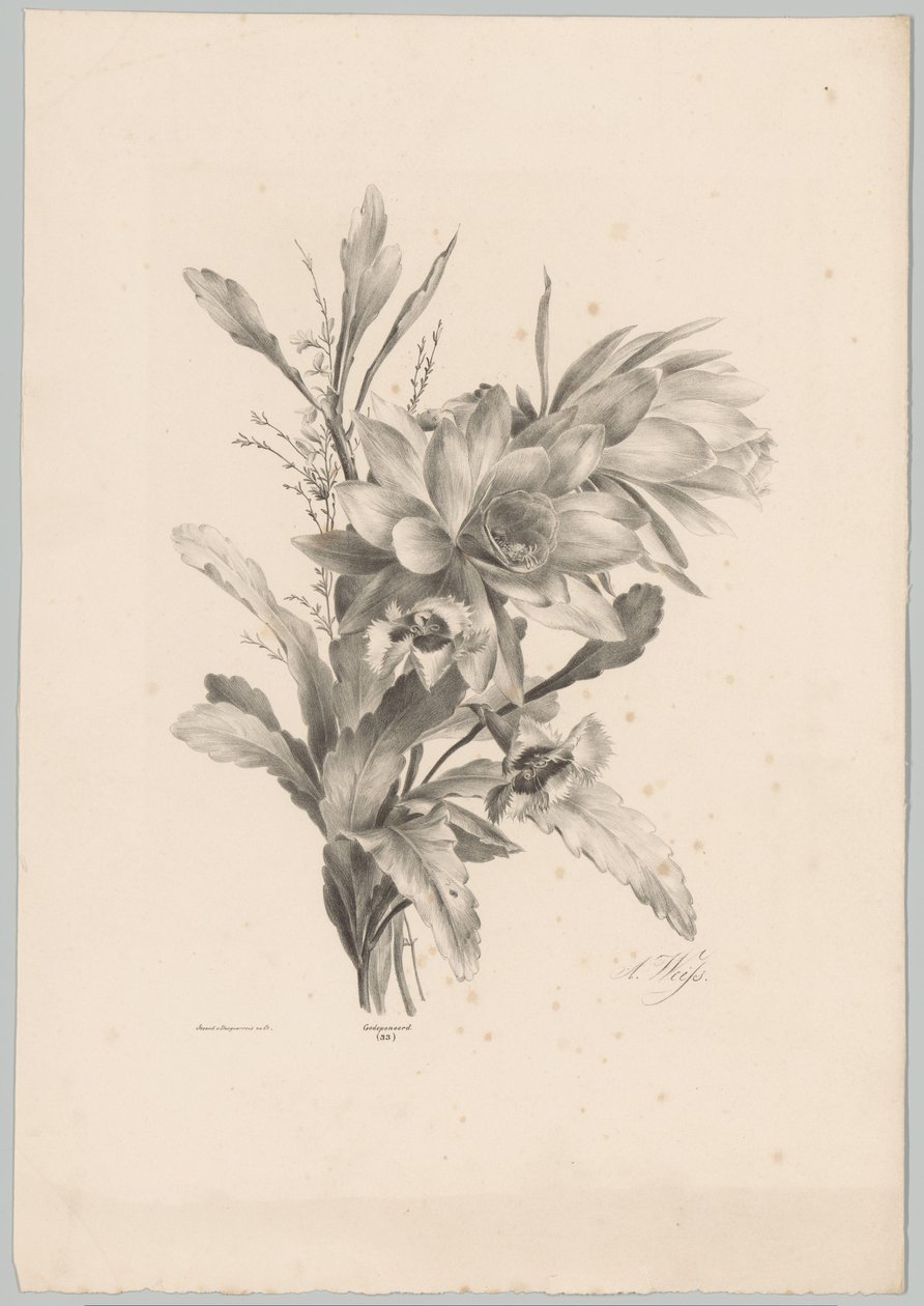Fiori diversi da Anton Weiss