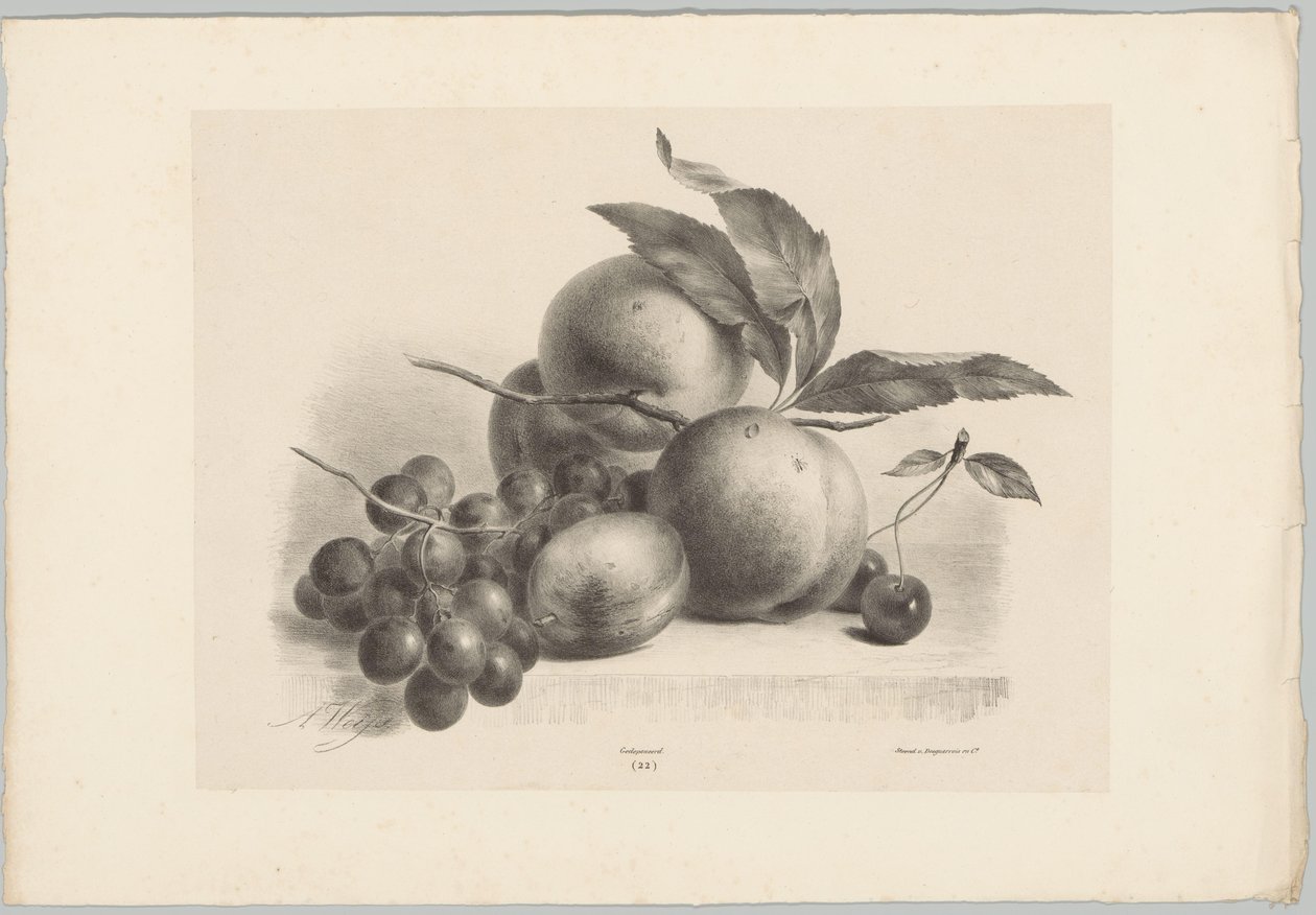 Uva, prugna, pesche e ciliegie (serie: Studi di fiori e frutti, 10ª puntata) da Anton Weiss