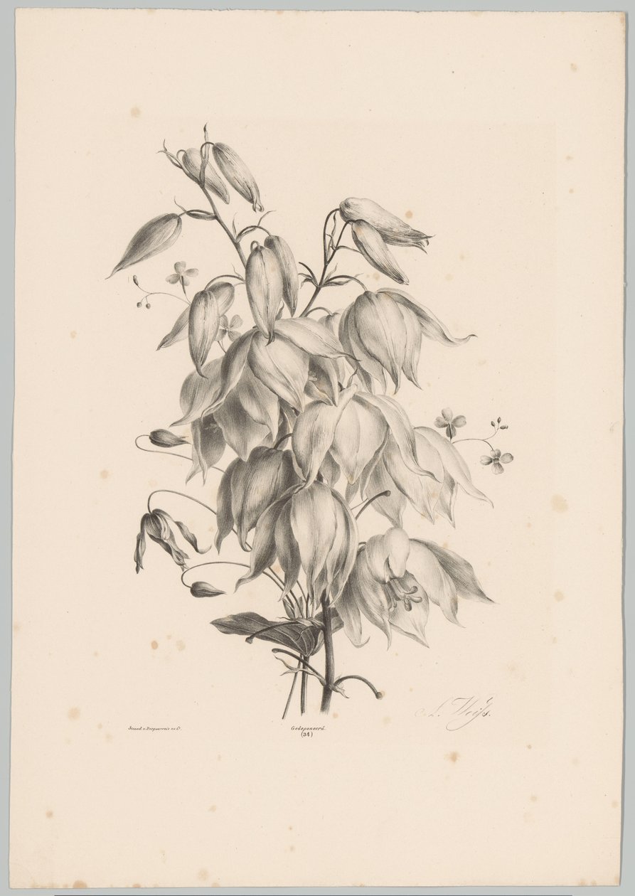 Fiori appesi da Anton Weiss