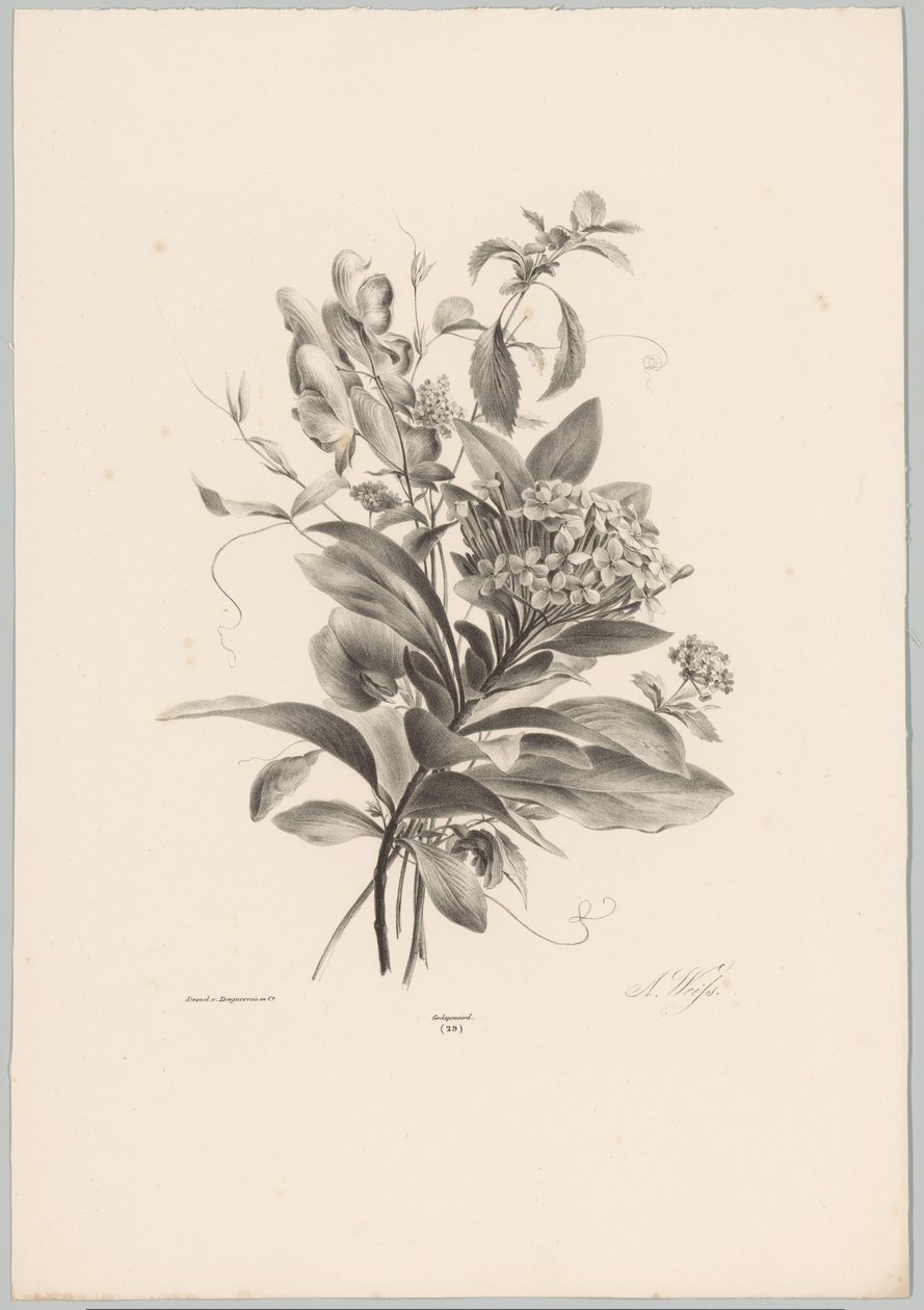 Ortensie e altri fiori (serie: Studi di fiori e frutti, 10ª puntata) da Anton Weiss