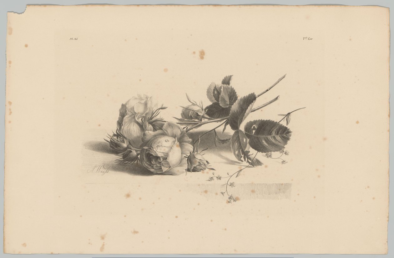 Rose da Anton Weiss