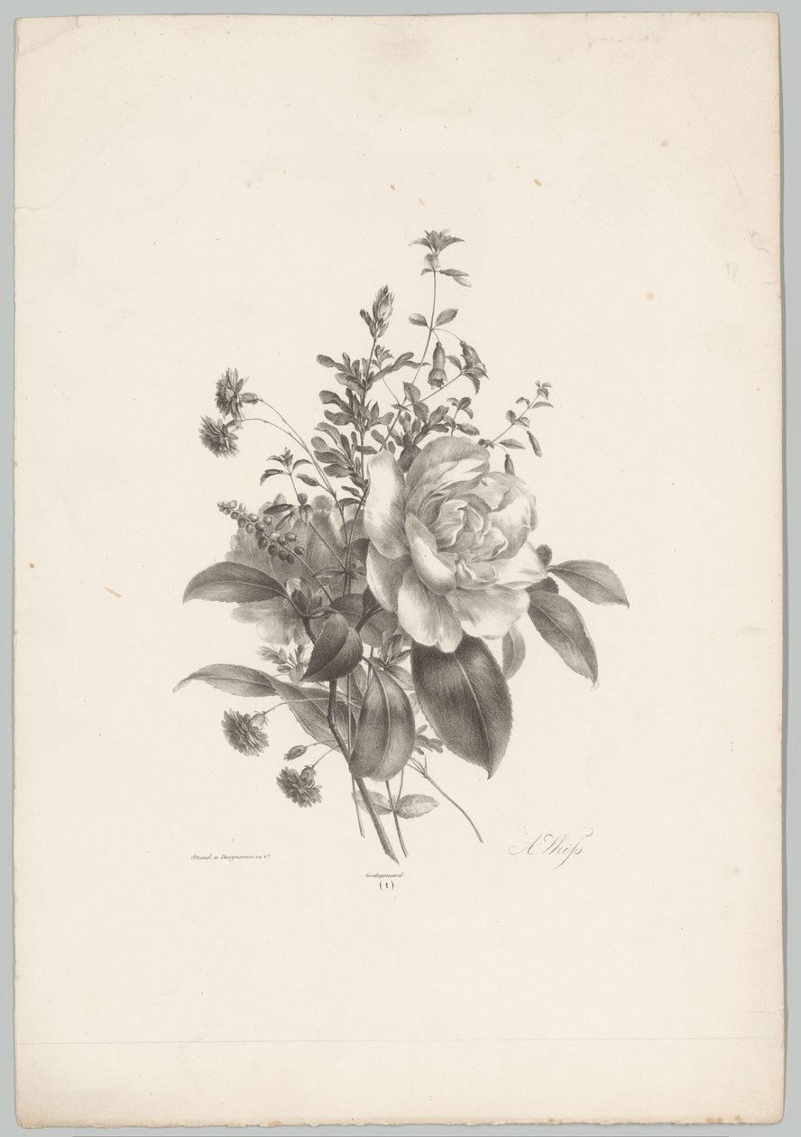 Rose, garofani e fucsia (serie Bloem en Fruit Studien, 10e aflevering) da Anton Weiss