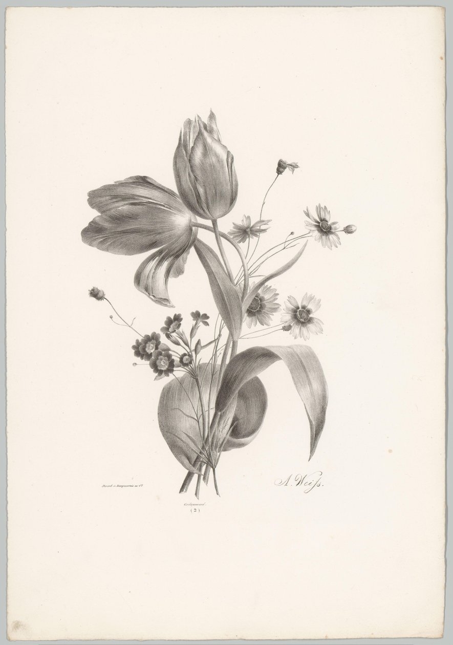 Tulipani e margherite (serie: Studi di fiori e frutti, 10ª puntata) da Anton Weiss