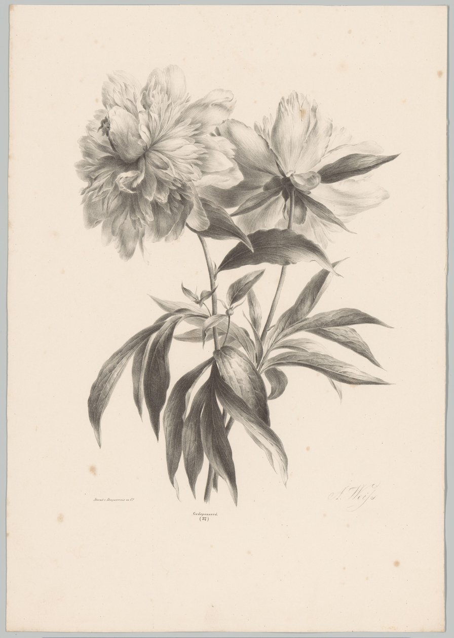 Due fiori da Anton Weiss