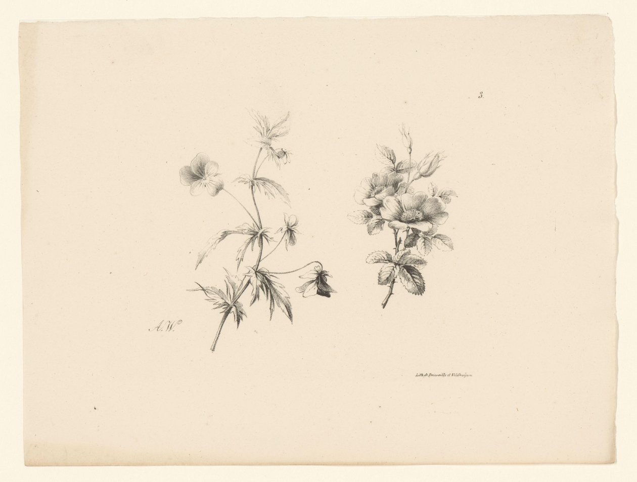 Due fiori da Anton Weiss