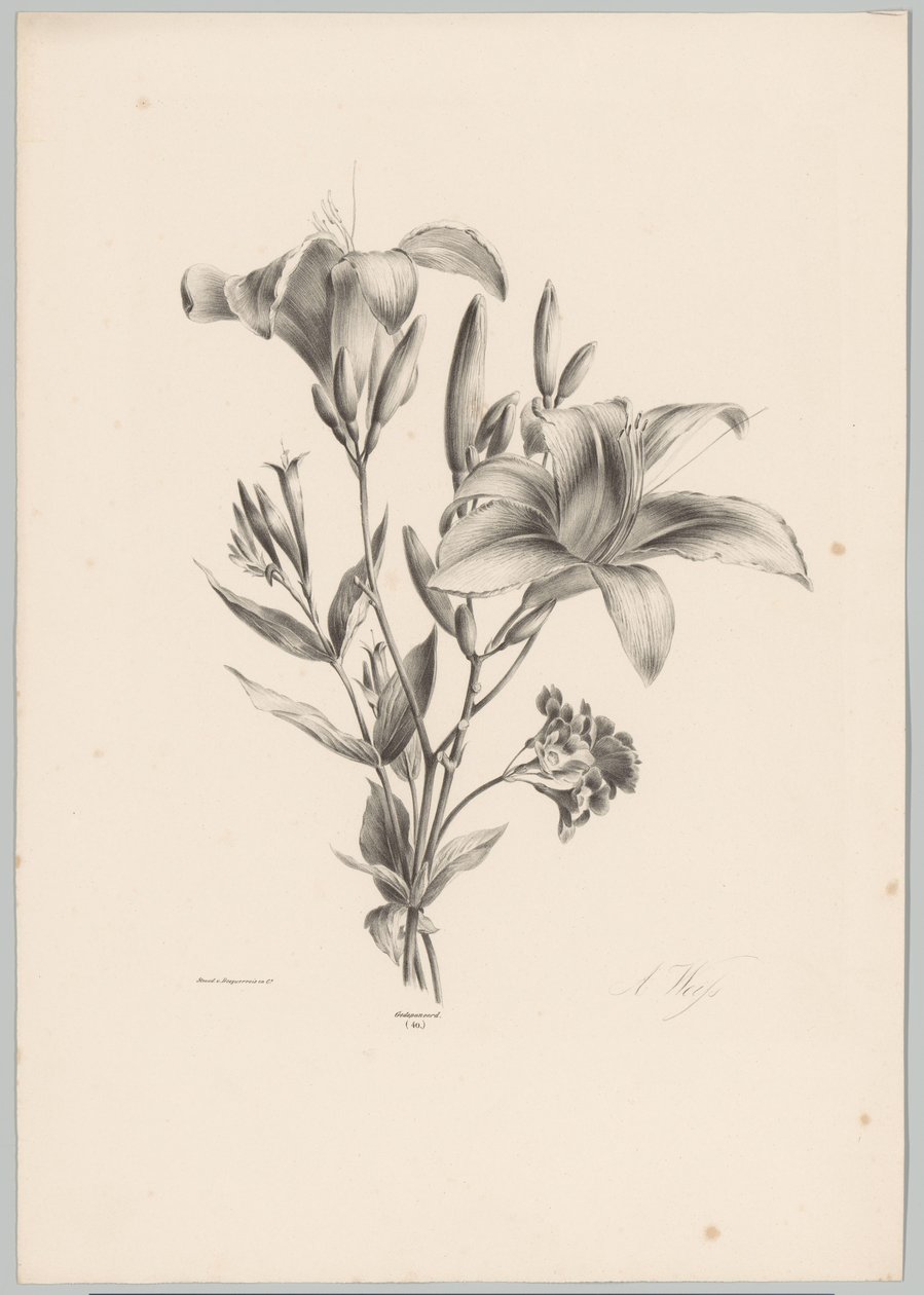 Due gigli (Studi di fiori e frutti) 10a puntata da Anton Weiss