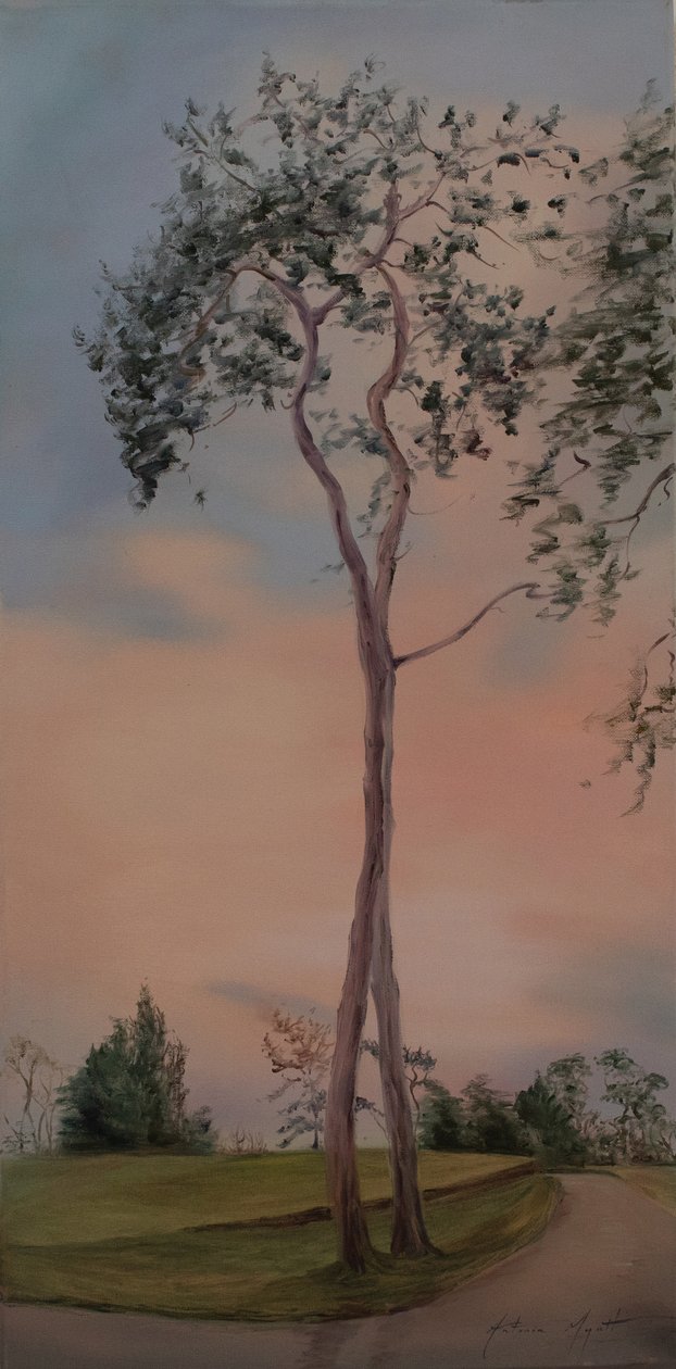Alberi di Tapeley Park, 2013 da Antonia Myatt