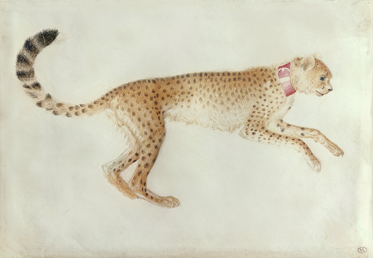 Ghepardo con collare rosso da Antonio Pisanello